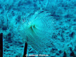 A spiral tube worm taken at 35m under water on the wreck ... by Andonis Markou 